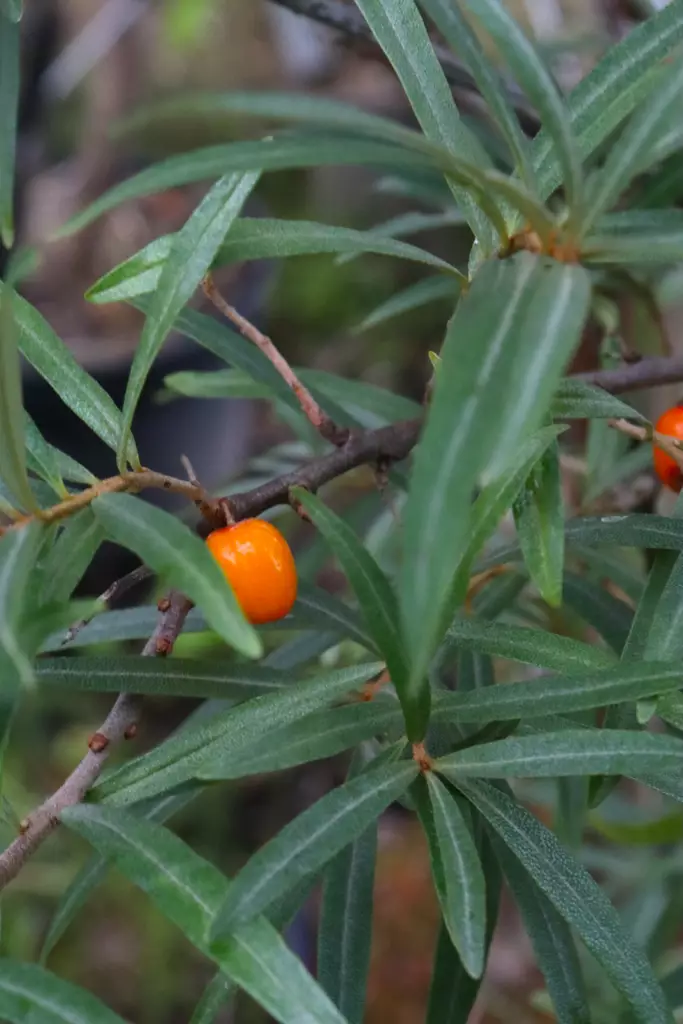 Hippophae rhamnoides 'Eva' - Tyrnipensaat - 104156 - 1