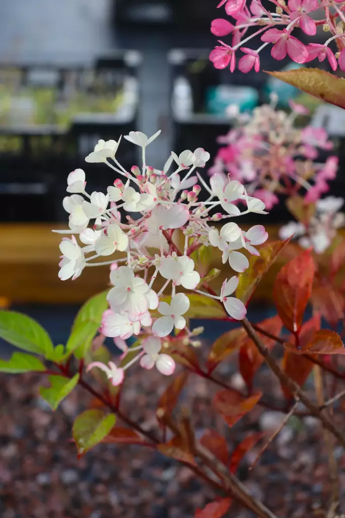 Hydrangea paniculata Fire Light TinyBit® - Hortensiat - 102936 - 1
