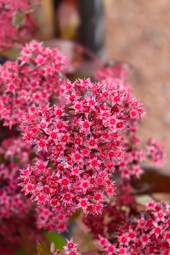 Hylotelephium (Sedum) 'Purple Emperor' - Maksaruohot - 101386 - 1