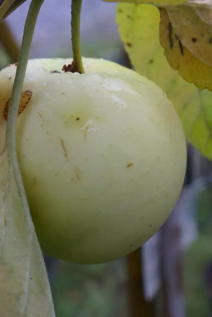 Malus domestica 'Lohjan Kirkas' - Kesäomenapuut - 104636 - 1