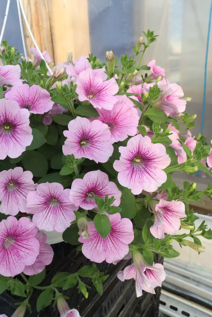 Petunia 'Surfinia' / 'Potunia' / ... - Muut kesäkukat - 101646 - 1