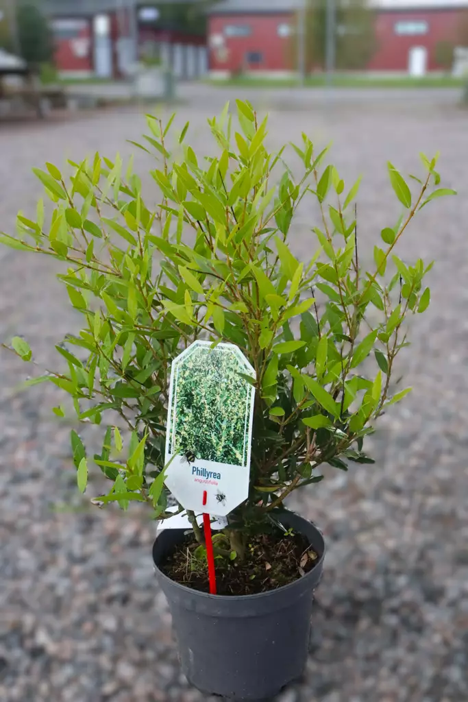 Phillyrea angustifolia - Muut koristepensaat - 104726 - 1