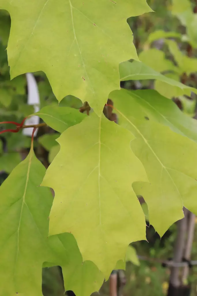 Quercus rubra - Muut puut - 100326 - 1