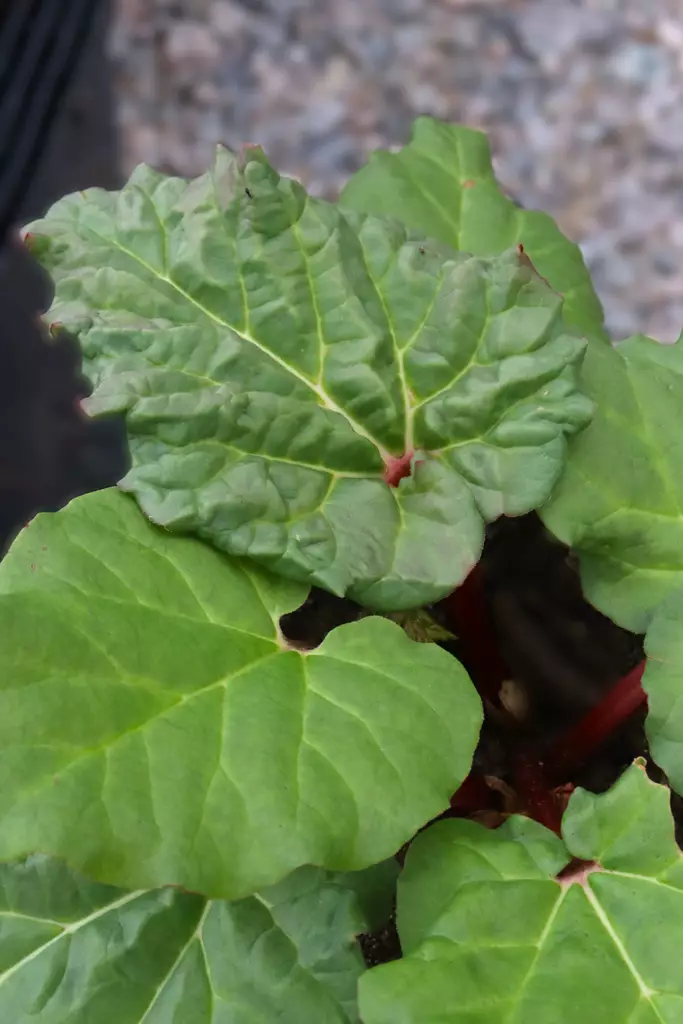 Rheum rhabarbarum Everbarber® 'Cropstar® - Muut marjapensaat - 104976 - 1