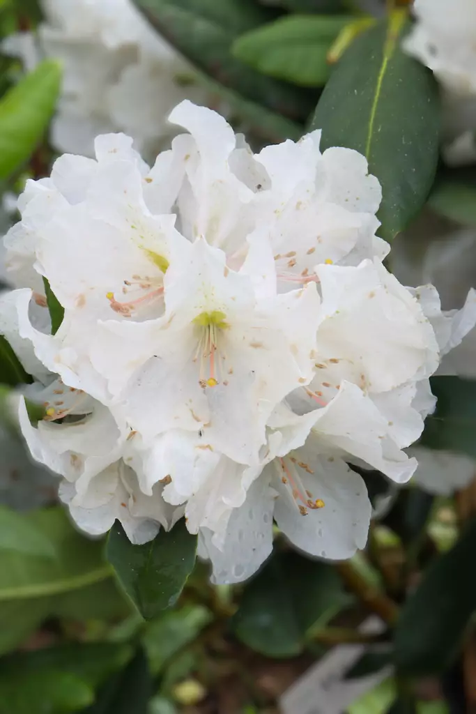 Rhododendron 'Eskimo' - Alppiruusut - 100226 - 1