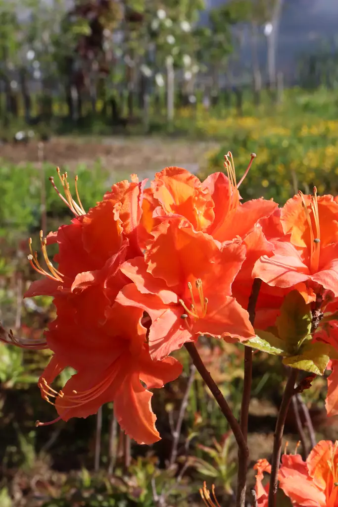 Rhododendron 'Mandarin Lights' - Atsaleat - 100276 - 1