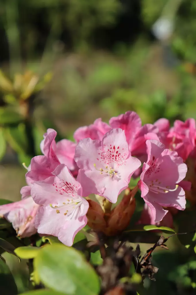 Rhododendron Suvi - Alppiruusut - 100246 - 1