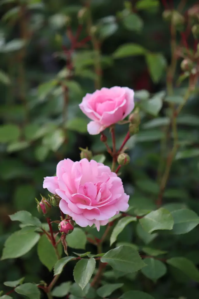 Rosa 'Bonica' - Ryhmäruusut - 100376 - 1