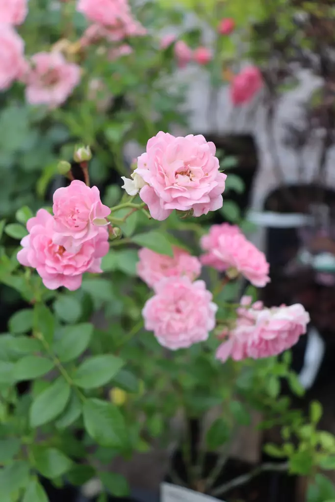 Rosa 'The Fairy' - Maanpeiteruusut - 100396 - 1