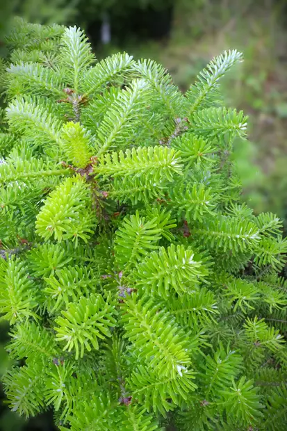 Abies koreana - Pihdat - 104777 - 1