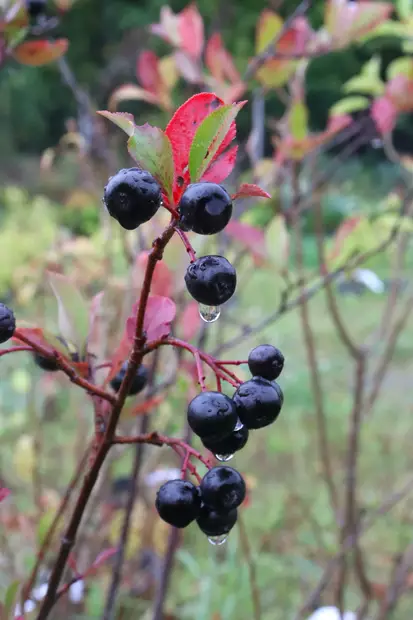 Aronia x prunifolia - Muut koristepensaat - 100007 - 1