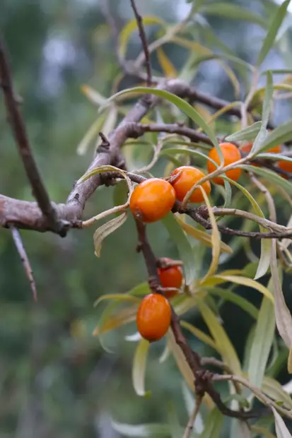 Hippophae rhamnoides 'Pertsik' - Tyrnipensaat - 104157 - 1