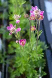 Anemone multifida 'Rubra' - Muut perennat - 100957 - 1