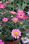 Argyranthemum frutescens - Muut kesäkukat - 101567 - 1