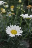 Argyranthemum frutescens - Muut kesäkukat - 103837 - 1
