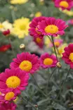 Argyranthemum frutescens - Muut kesäkukat - 104287 - 2