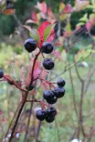 Aronia x prunifolia - Muut koristepensaat - 100007 - 1