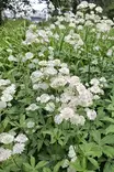 Astrantia major 'Shaggy' - Muut perennat - 103447 - 2