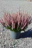 Calluna vulgaris 'Beauty Ladies' - Syyskukat - 102647 - 1