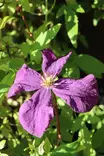 Clematis Jackmanii - Kärhöt - 100917 - 1