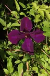Clematis Jackmanii - Kärhöt - 100917 - 2