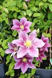 Clematis patens 'Nelly Moser' - Kärhöt - 100927 - 1