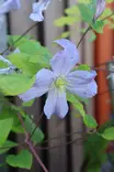 Clematis viticella 'Prince Charles' - Kärhöt - 104757 - 1