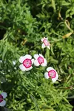 Dianthus deltoides 'Arctic Fire' - Kivikko- maanpeiteperennat - 101057 - 1