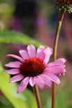 Echinacea purpurea 'Magnus' - Muut perennat - 101187 - 1