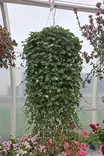 Ellisiophyllym - Kukka-amppelit - 105037 - 1