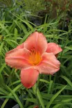 Hemerocallis 'South Seas' - Päivänliljat - 101477 - 1
