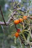 Hippophae rhamnoides 'Pertsik' - Tyrnipensaat - 104157 - 1