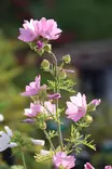 Malva moschata - Muut perennat - 101227 - 1