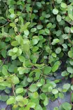 Muehlenbeckia complexa - Muut kesäkukat - 101617 - 1