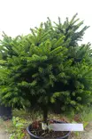 Picea abies 'Samponpallo' - Kuuset - 100497 - 2