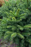 Picea abies 'Samponpallo' - Kuuset - 100497 - 1