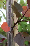 Populus deltoides 'Purple Tower' - Muut puut - 104727 - 1