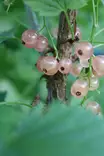 Ribes rubrum 'Aili' - Herukkapensaat - 104127 - 1