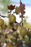 Ribes uva-crispa 'Hinnonmäki keltainen' - Karviaispensaat - 104167 - 1