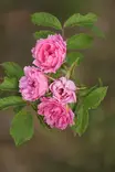 Rosa 'Pink Grootendorst' - Pensasruusut - 100447 - 1