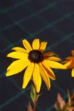 Rudbeckia fulgida var. sullivantii - Muut perennat - 101327 - 1