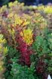 Sedum oreganum - Maksaruohot - 103057 - 1