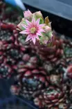 Sempervivum hybrid 'Silberkarneol' - Kivikko- maanpeiteperennat - 101107 - 1