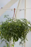 Solanum lycopersicum - Tomaatin taimet - 101687 - 1