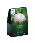 Tulppaani sipuli, 'Double Surprise' - Kukansipulit ja -mukulat - 105067 - 1