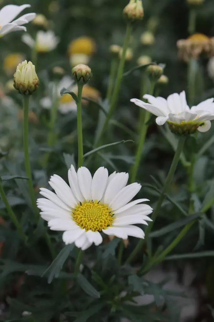 Argyranthemum frutescens - Muut kesäkukat - 103837 - 1
