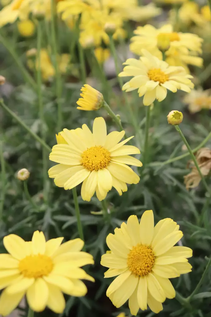 Argyranthemum frutescens - Muut kesäkukat - 104287 - 1