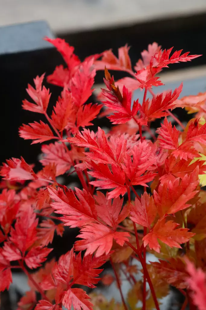 Aruncus aethusifolius - Muut perennat - 101347 - 1