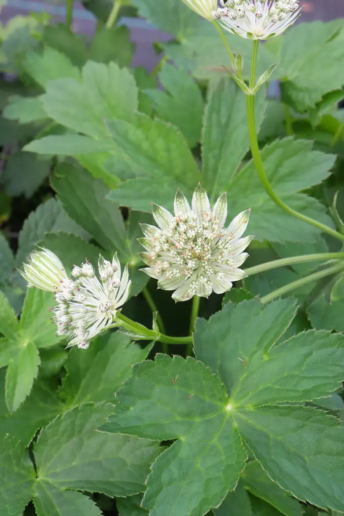 Astrantia major 'Shaggy' - Muut perennat - 103447 - 1