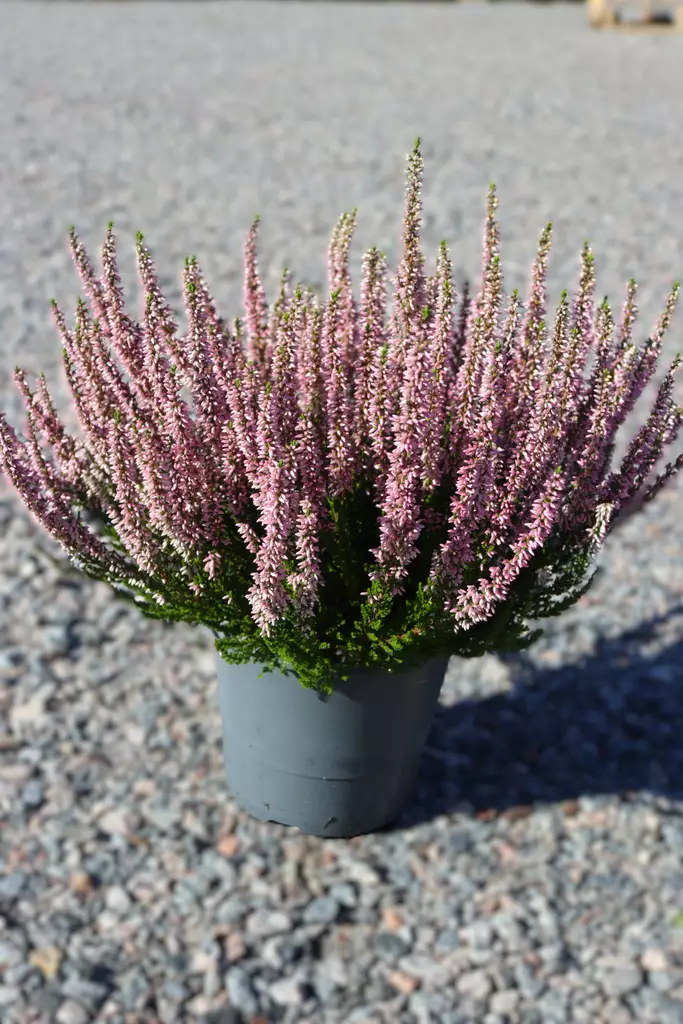 Calluna vulgaris 'Beauty Ladies' - Syyskukat - 102647 - 1